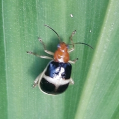 Gynandrobrotica caviceps