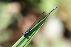 Acanthagrion trilobatum