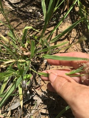 Sporobolus australasicus