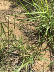 Sporobolus australasicus