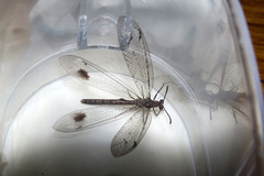 Glenoleon meteoricus