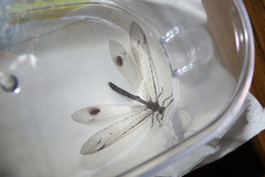 Glenoleon meteoricus