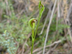 Pterostylis clivosa