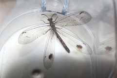 Glenoleon meteoricus