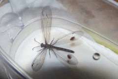 Glenoleon meteoricus