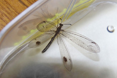 Glenoleon meteoricus