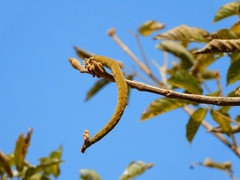 Handroanthus ochraceus