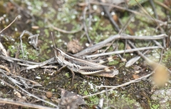 Macrotona securiformis