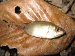 Kissing Gourami photo 5