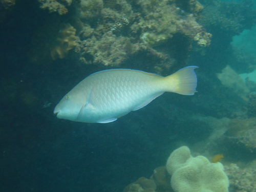 Hipposcarus longiceps