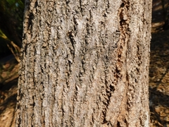 Handroanthus ochraceus
