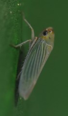 Xyphon flaviceps