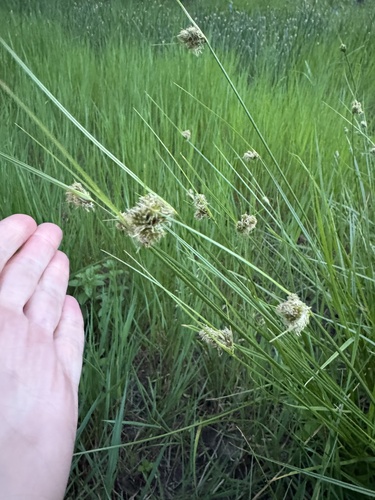Carex unilateralis iNat (3)