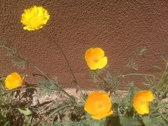 Eschscholzia californica