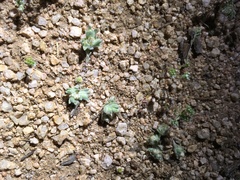 Stylocline sonorensis