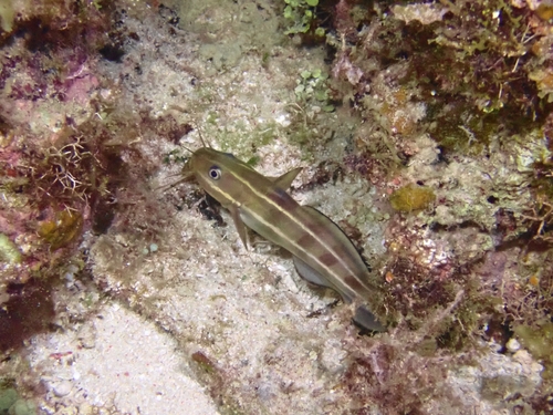Plotosus lineatus