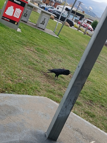 Forest Raven (Corvus tasmanicus), photo 5