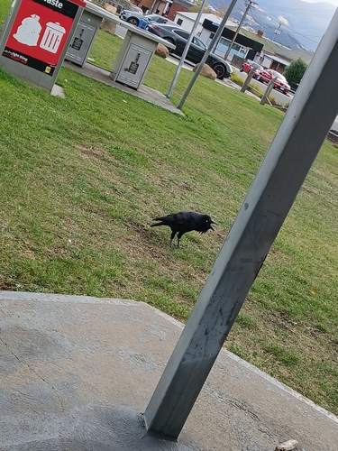 Forest Raven (Corvus tasmanicus), photo 6