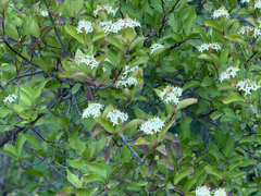 Cornus glabrata, photograph author not stated, no rights reserved