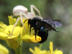 Andrena nigrocaerulea