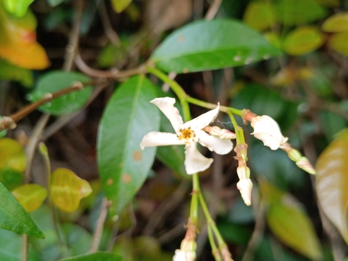 Asiatic jasmine