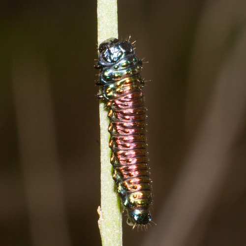 Groundselbush beetle photo 6