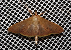 Hyalobathra crenulata