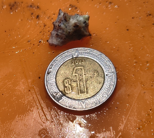Vasula speciosa (Vasula speciosa)