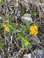 Lithospermum canescens