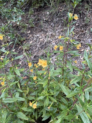 orange bush monkeyflower