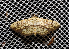 Haritalodes obliqualis