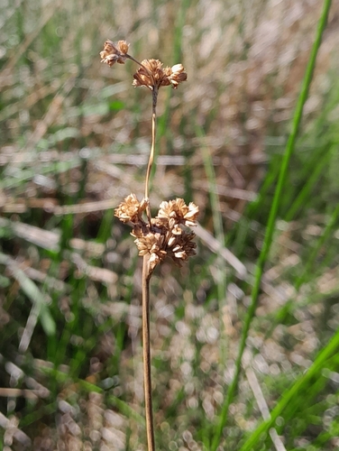 Juncus edgariae, photograph 3