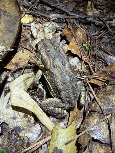 Southern Toad