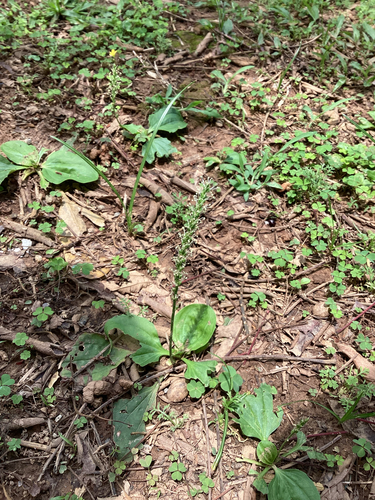 Plantago asiatica iNat (2)