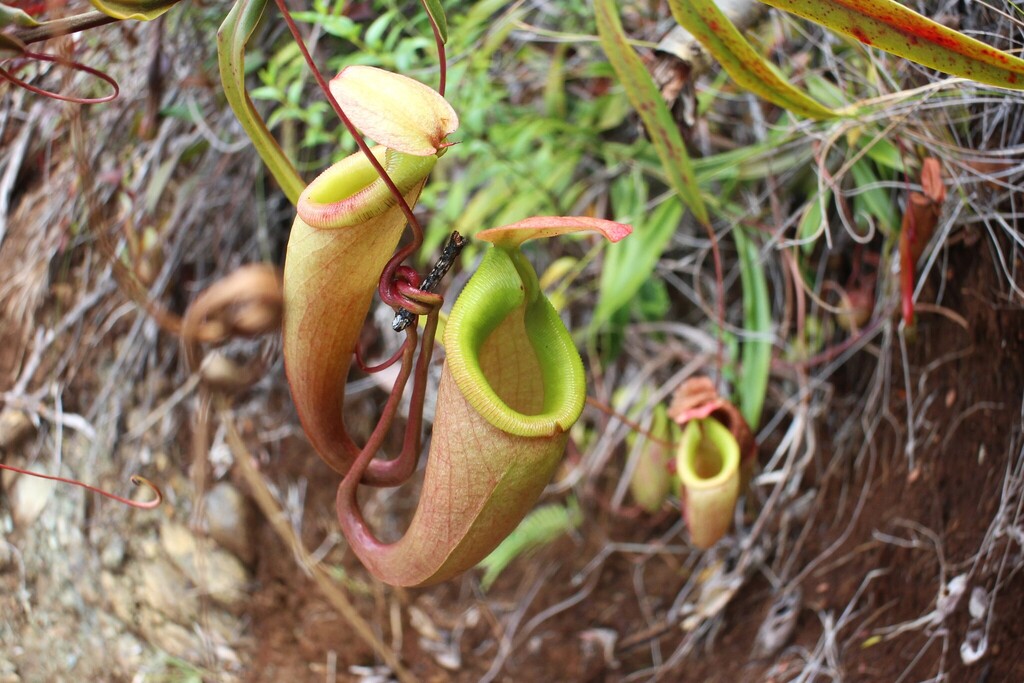 Nepenthes belli Kurata 2