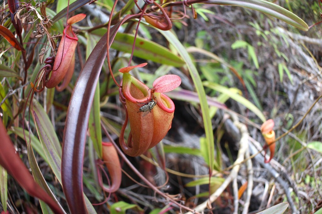 Nepenthes belli Kurata
