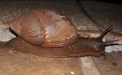 Megalobulimus sanctaepauli