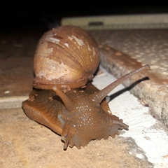Megalobulimus sanctaepauli