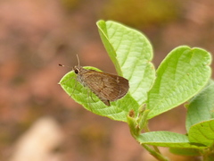 Callimormus saturnus