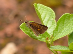 Callimormus saturnus