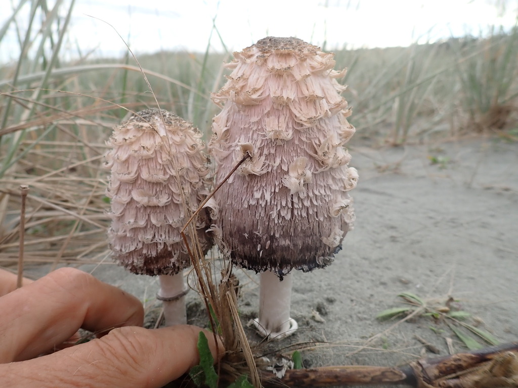 Coprinus comatus · May 2026 · photo: © arnim (iNaturalist, cc-by)