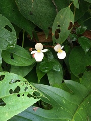Begonia pustulata
