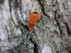 Dindymus rubiginosus
