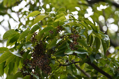 Toona ciliata observed 2026-05-07