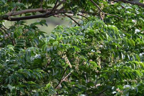Toona ciliata observed 2026-05-07