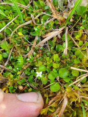 Galium perpusillum