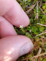 Galium perpusillum