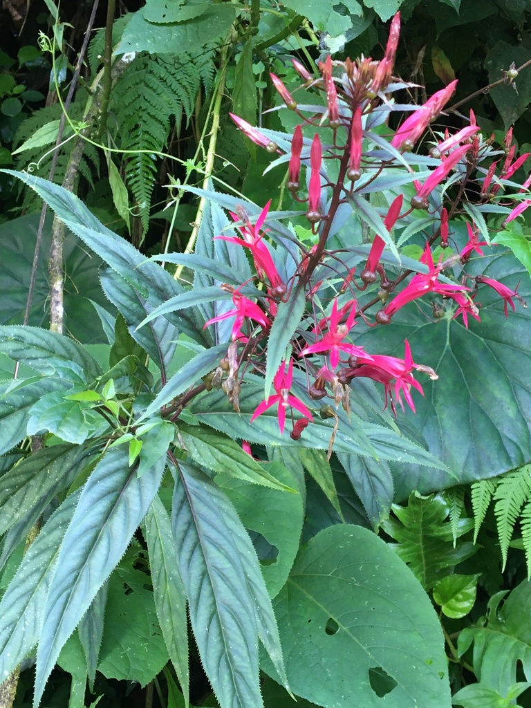 Lobelia tatea