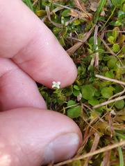 Galium perpusillum