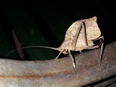 Typophyllum inflatum